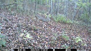 Small Buck 4-6pt?