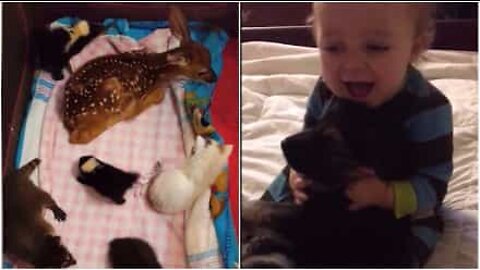 Os melhores momentos de animais bebés