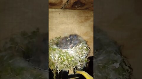 Barn Swallow nest