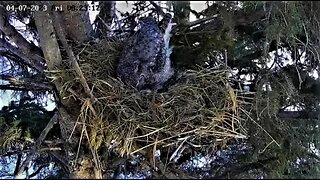 Rolling Pipped/Egg Egg Tooth Showing 🐣 04/07/23 08:22