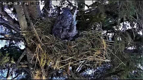 Rolling Pipped/Egg Egg Tooth Showing 🐣 04/07/23 08:22