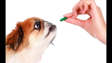 Essential Vitamins And Minerals For HEALTHY PETS!
