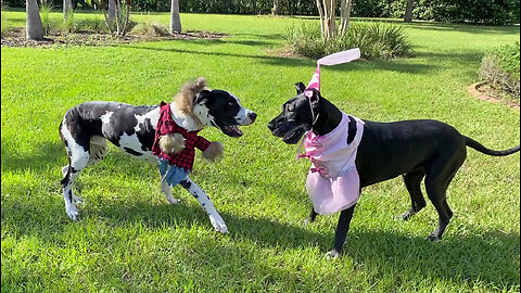 Funny Great Danes Enjoy Playing In Their Beauty & The Beast Halloween Costumes