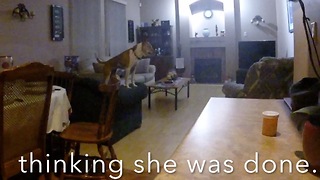 Dog with naughty habit caught on camera