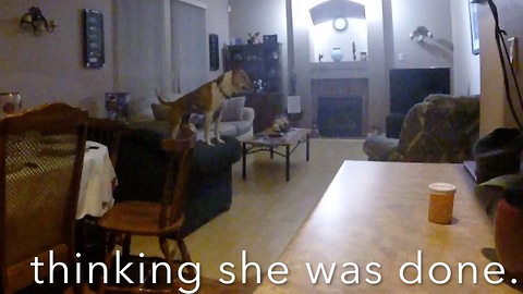 Dog with naughty habit caught on camera