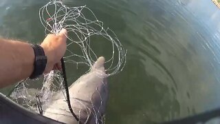 Baby dolphin trapped in fishing net rescued by a Police Officer