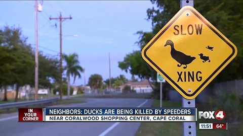 Ducks being killed by speeders in Cape Coral