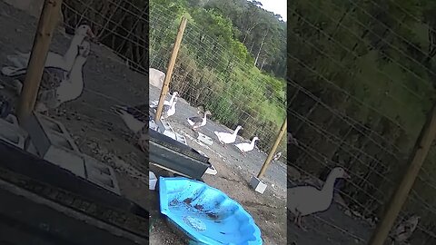 Farm cam. Geese getting ready for the day