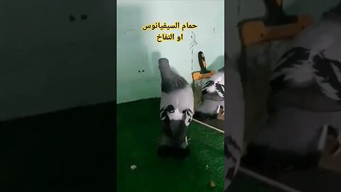 حمام السيفيانوس الزاجل او حمام النفاخ كيوت