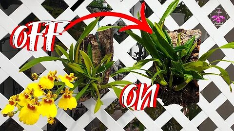 Best Tips to Mount a Climbing Orchid | Avoid Aerial Roots | Min. Stress for the Orchid #ninjaorchids