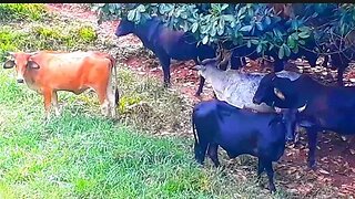Touros e vacas em busca de capim, bezerros, bois, Gado bovino, Bos taurus, Bulls and Cows
