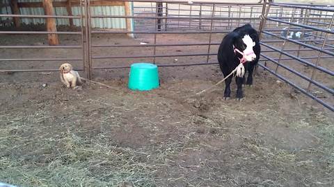 "Puppy Plays Tug of War With Cow"