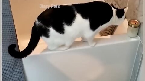 Playful cat🐈/Cute cat😺