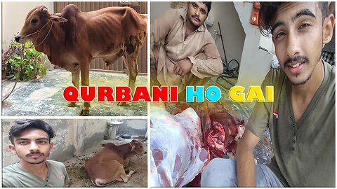 Qurbani Ho Gai | Angry Bull