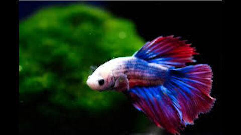 Betta koi pleco snail carp fish 🐟 Goldfish angelfish Guppy Guppies catfish animals video......