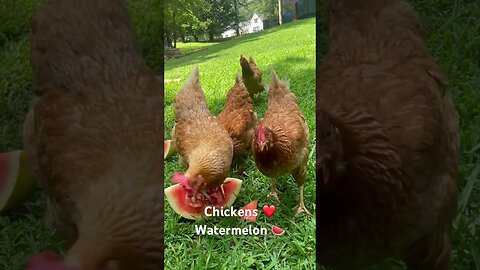 Chickens Run To Eat Watermelon 🍉 #summertime