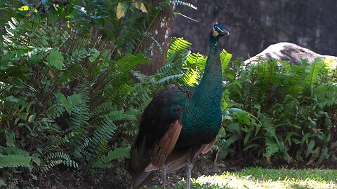 Peacock in Its Habitat