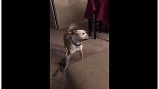 Owner Hilariously Confuses Dog With Opposite Commands