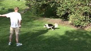 "Funny Dog Chases After Owner's Shadow"
