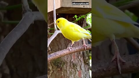 breeding canaries in home aviary