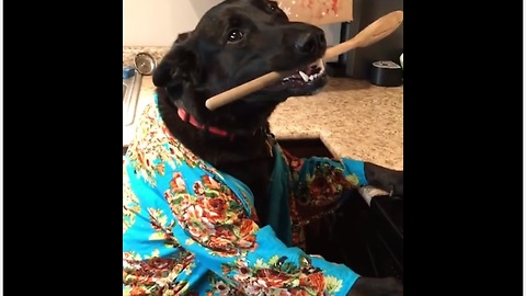 Dog eager to help out in the kitchen