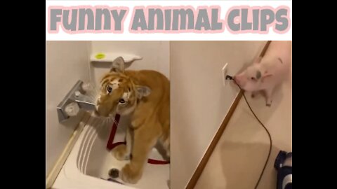 funny animal video #2