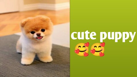 Cute dog 🐕