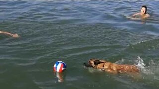 Cão junta-se a grupo de amigos em rio e rouba-lhes a bola!