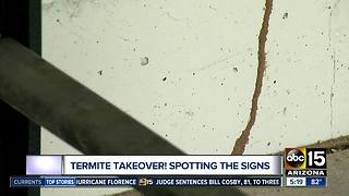 Protect your home from termites