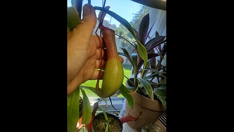 Removing a nepenthes basal shoot