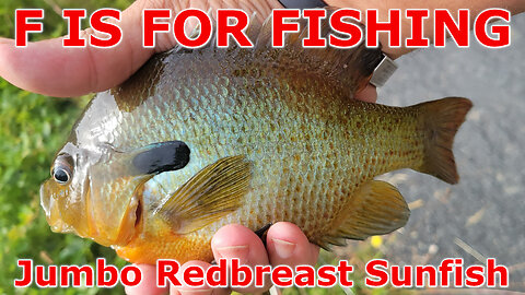 Jumbo Redbreast Sunfish