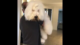 English sheepdog gives owner the biggest hug ever