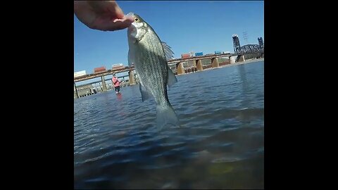 white bass releases