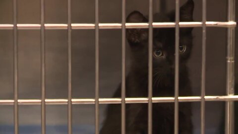 Lake Humane Society offering a trap, neuter, release program to help with controlling feral cat population
