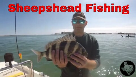 How to catch Sheephead / Convicts