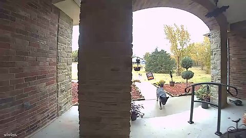 Security camera captures unlikely thieves stealing Halloween decorations!