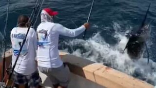 Peixe-vela vai contra pescador em alto-mar!