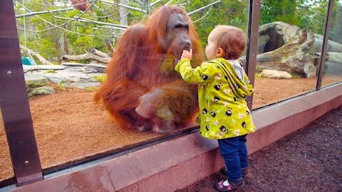 Try not to laugh - babies reaction at zoo