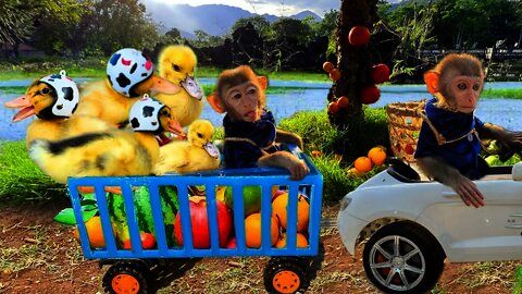 baby monkey animal bi bi | Bim Bim takes ducklings to pick fruits at the farm