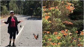 L'incredibile migrazione delle farfalle filmata in Messico