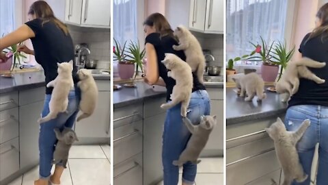 Kittens Climb Their Mom as They Couldn’t Wait for Food