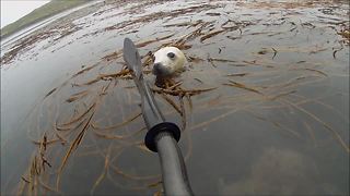Man On Kayak Has Amazing Seal Pup Encounter In Scotland