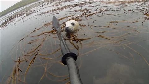 Man On Kayak Has Amazing Seal Pup Encounter In Scotland