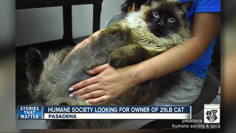 Pasadena Humane Society is searching for the owner of a twenty-nine pound cat
