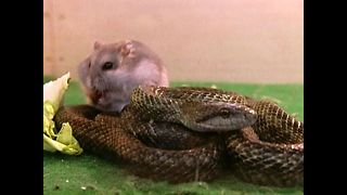 Snake Befriends Hamster