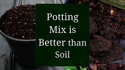Why Potting Mix is Better than Garden Soil