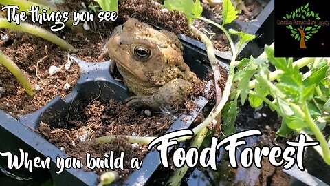 Late May wander around the permaculture food forest