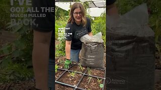 What to do BEFORE Planting Tomatoes #arizonagarden #desertgarden