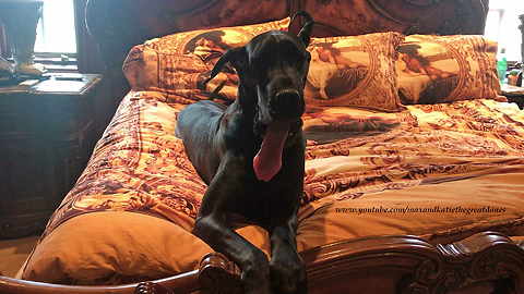 Yawning Great Dane takes bed rest very seriously