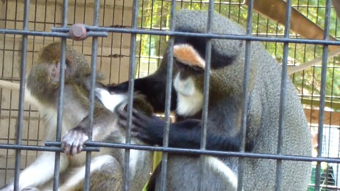 Nurturing monkey helps groom her youngster